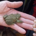 La belle nuit de Grenouille en images